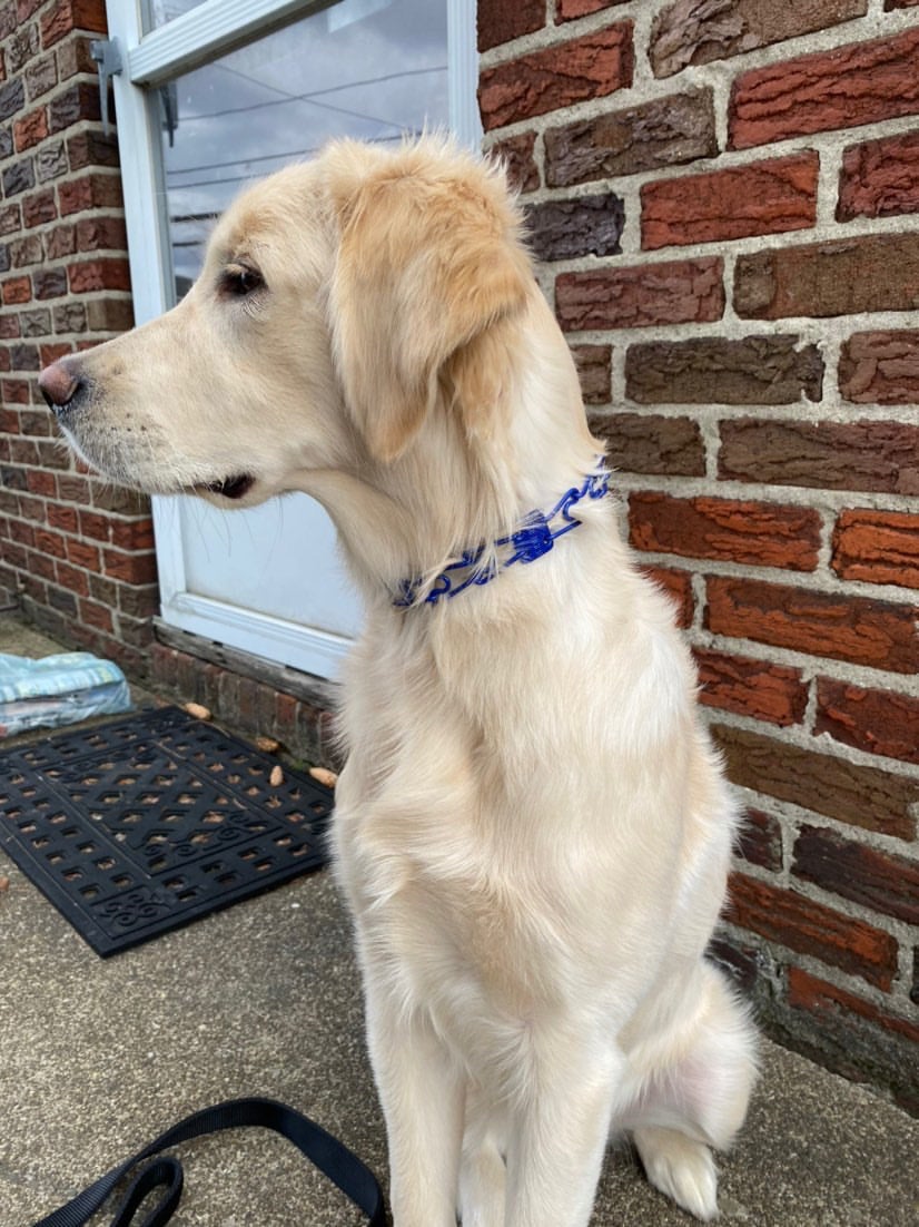 Prong collar on 4 month 2025 old puppy