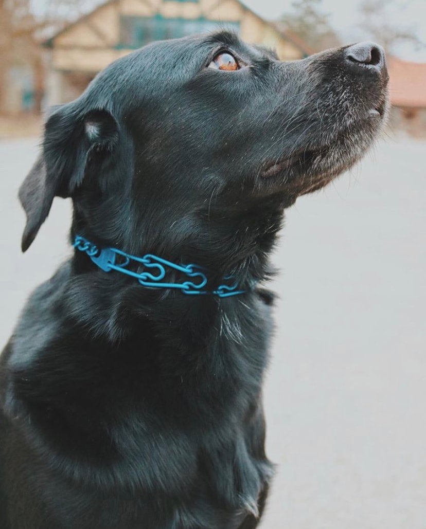 Labrador retriever collar clearance