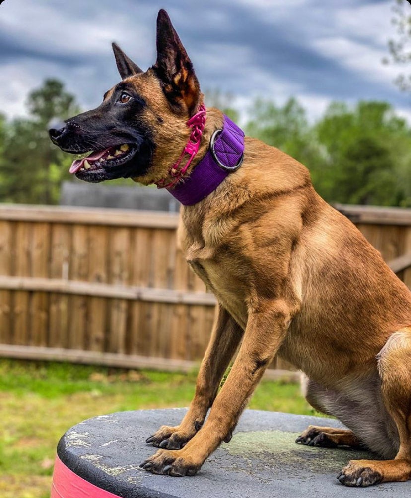 German prong deals collars for dogs